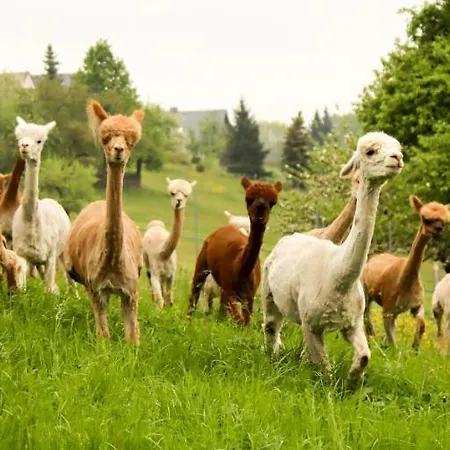 Alpaka Glueck Semesterbostad *