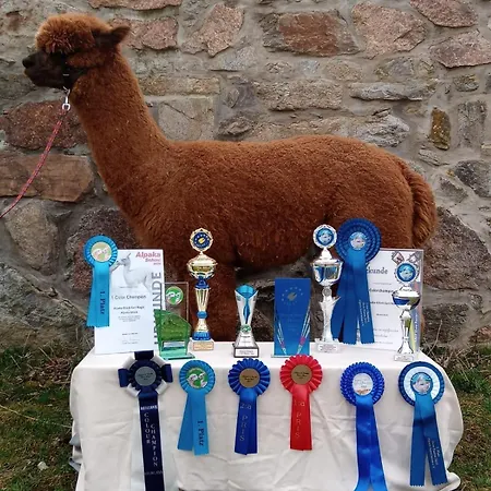 Semesterbostad Alpaka Glueck