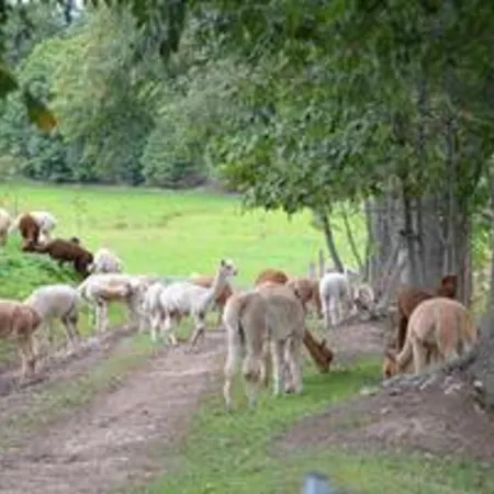 Semesterbostad Alpaka Glueck *