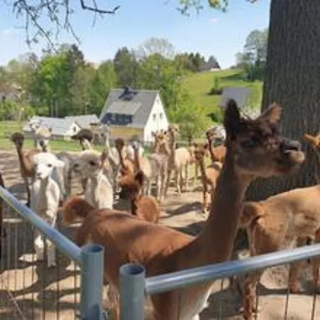 Alpaka Glueck * Frauenstein (Saxony)