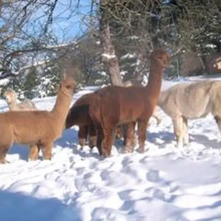 Alpaka Glueck Semesterbostad *