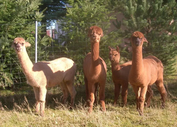 Alpaka Glueck Дом отдыха Фрауэнштайн