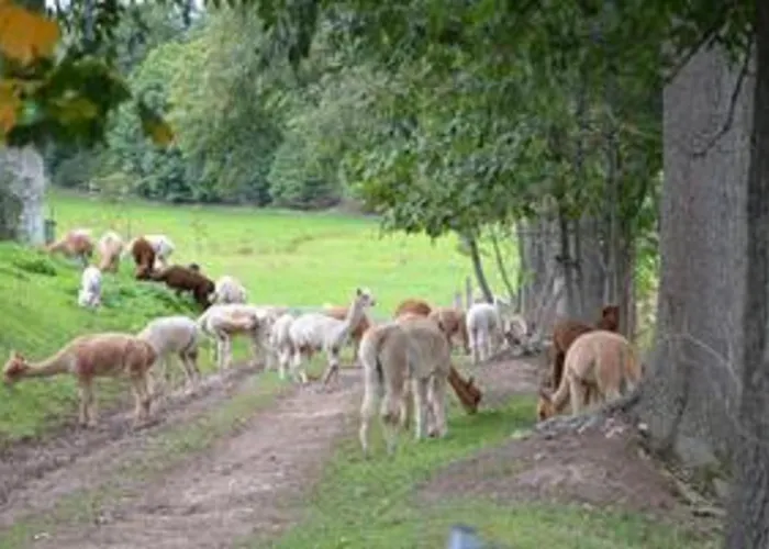 Дом отдыха Alpaka Glueck *