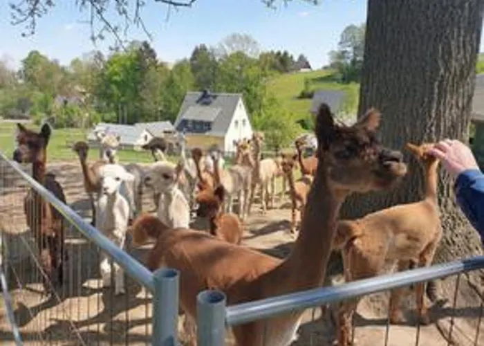 Alpaka Glueck * Фрауэнштайн