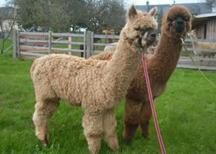 Alpaka Glueck Фрауэнштайн